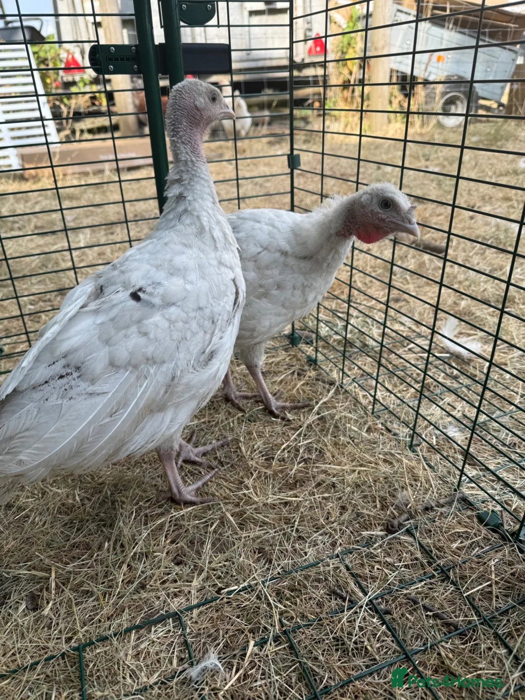 Turkeys poultry for sale: 2 crollwitzer turkeys for sale - Advert 1