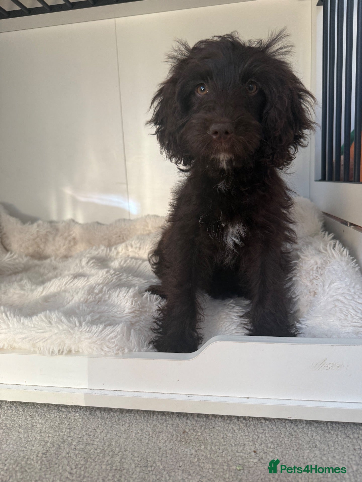 Cockapoo dogs Cockapoo puppy READ DESCRIPTION  - Advert 2