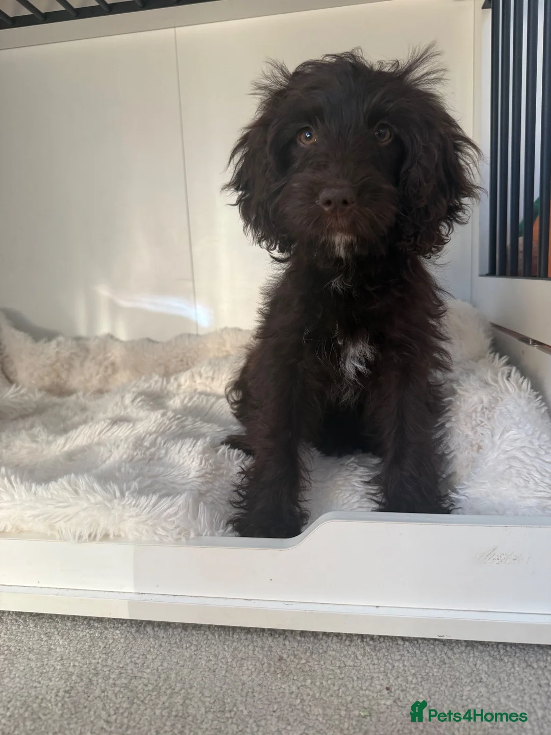 Cockapoo dogs for sale: Cockapoo puppy READ DESCRIPTION  - Advert 1