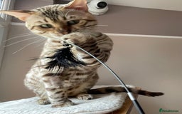 Bengal cats for sale: Beautiful Bengal boy - Image 15