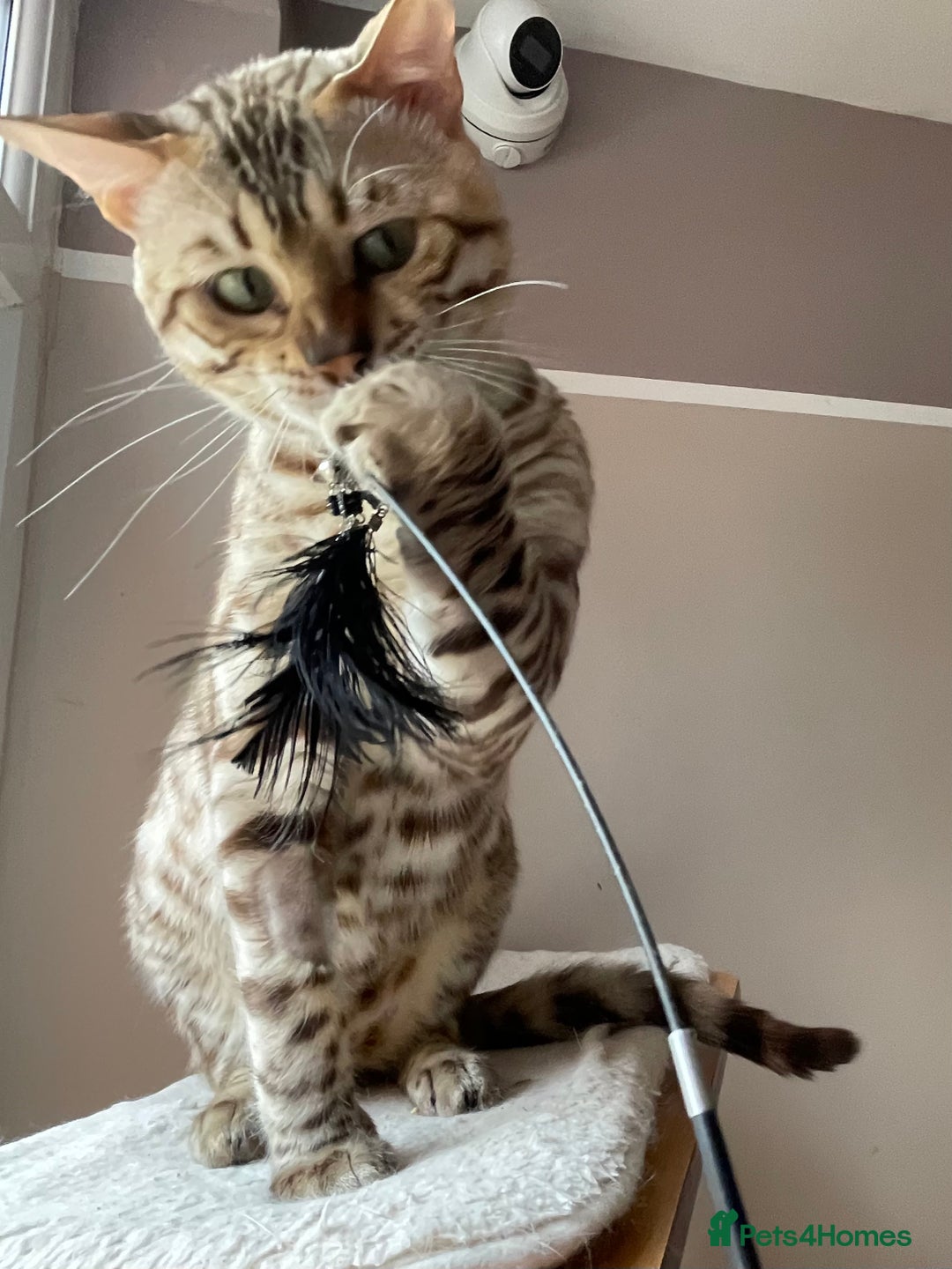 Bengal cats for sale: Beautiful Bengal boy - Image 15