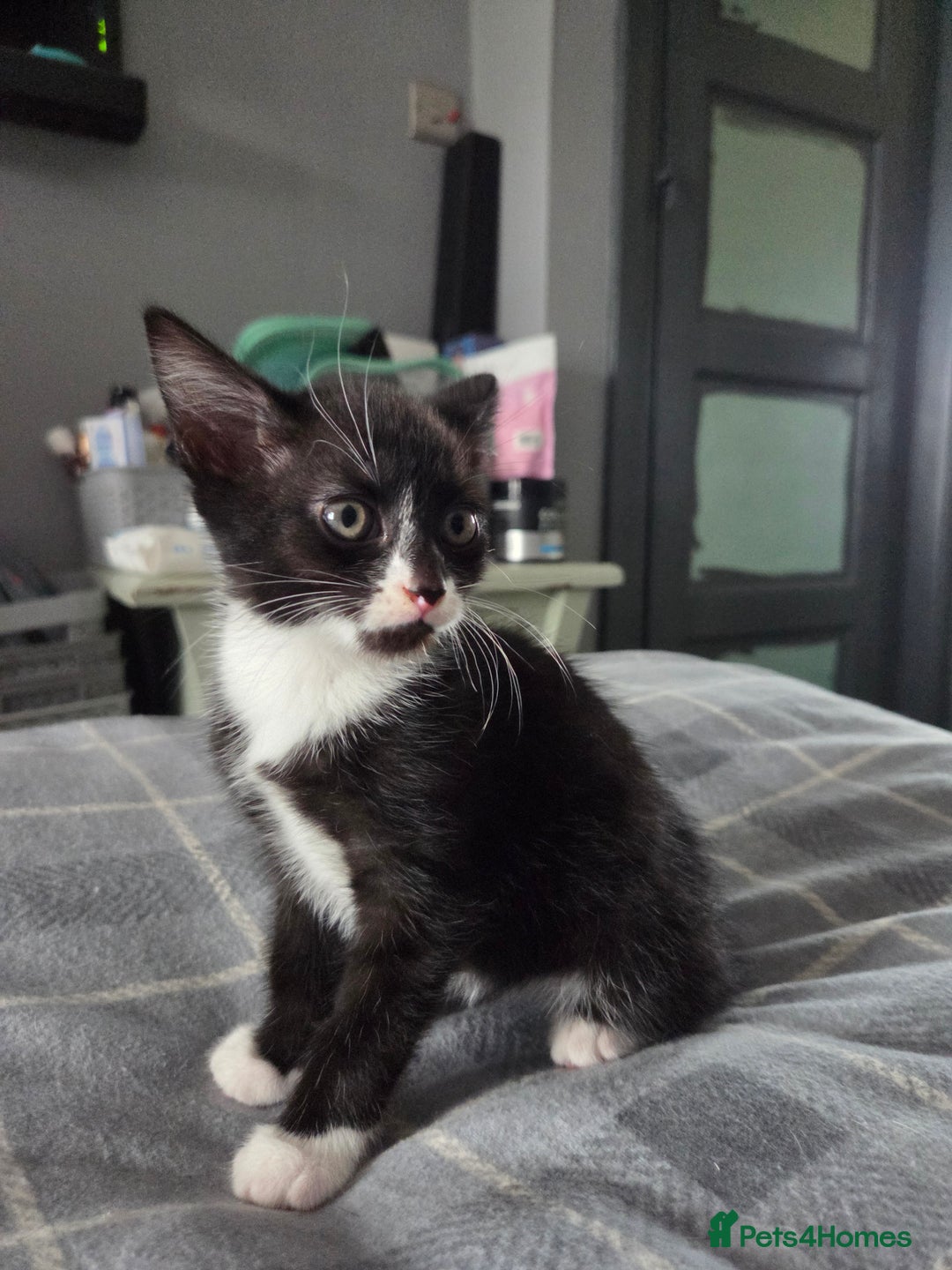 British Longhair cats for sale: 3 kittens looking for forever homes - Image 5
