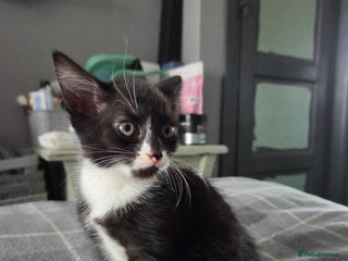 British Longhair cats 1 kittens looking for forever home ready nows - Advert 19