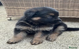 German Shepherd dogs for sale: Pure German Shepherd Puppies. - Image 9