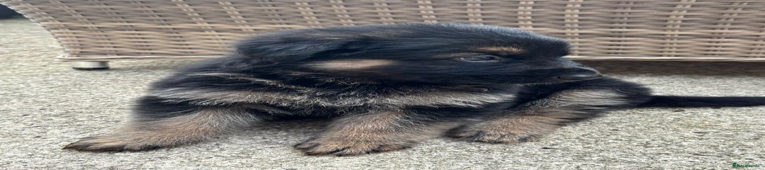 German Shepherd Puppy 4