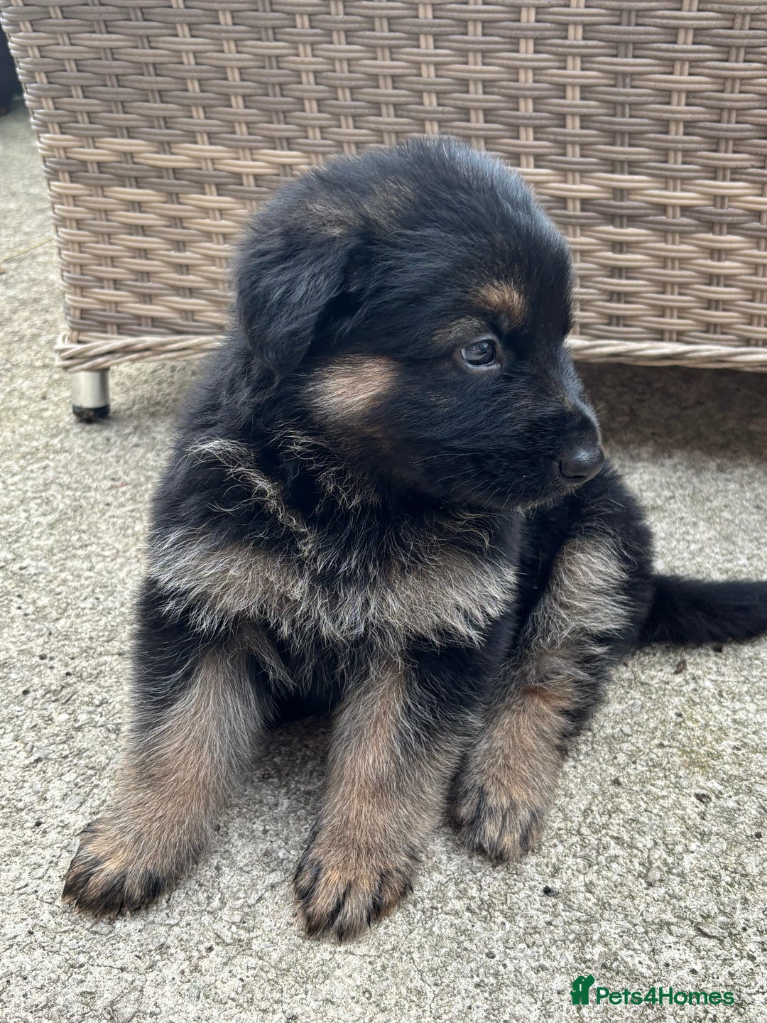 German Shepherd dogs for sale: Pure German Shepherd Puppies. - Image 9