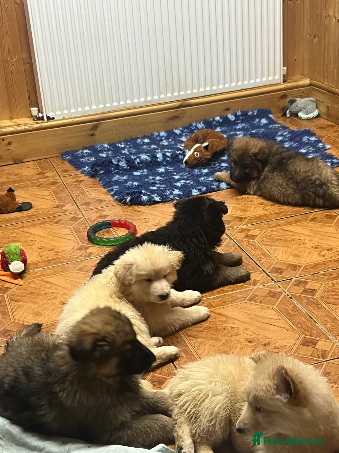 German Shepherd dogs for sale: Beautiful long haired straight back GSD babies  - Advert 7