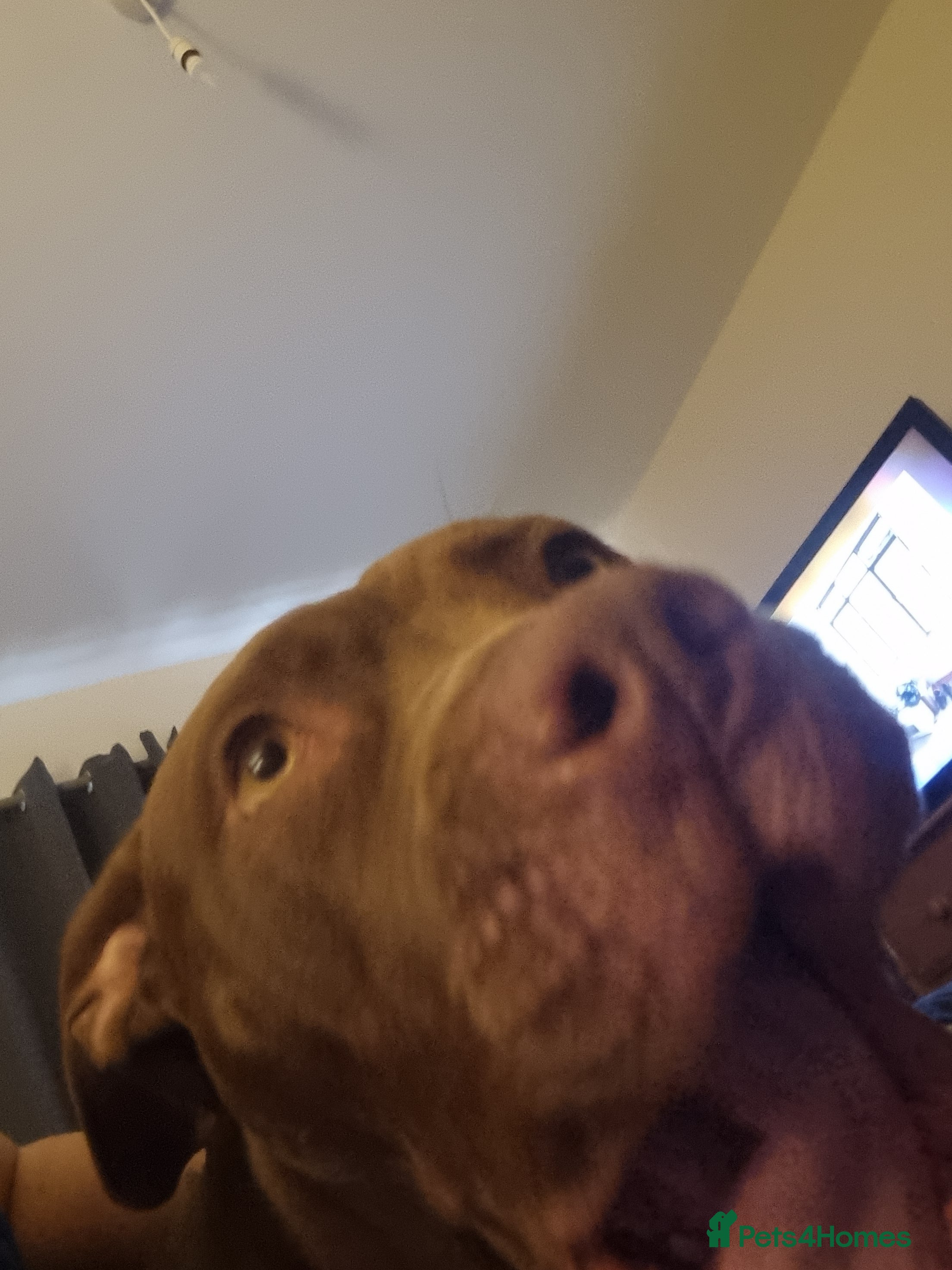 American Bulldog dogs dog for sale - Advert 1