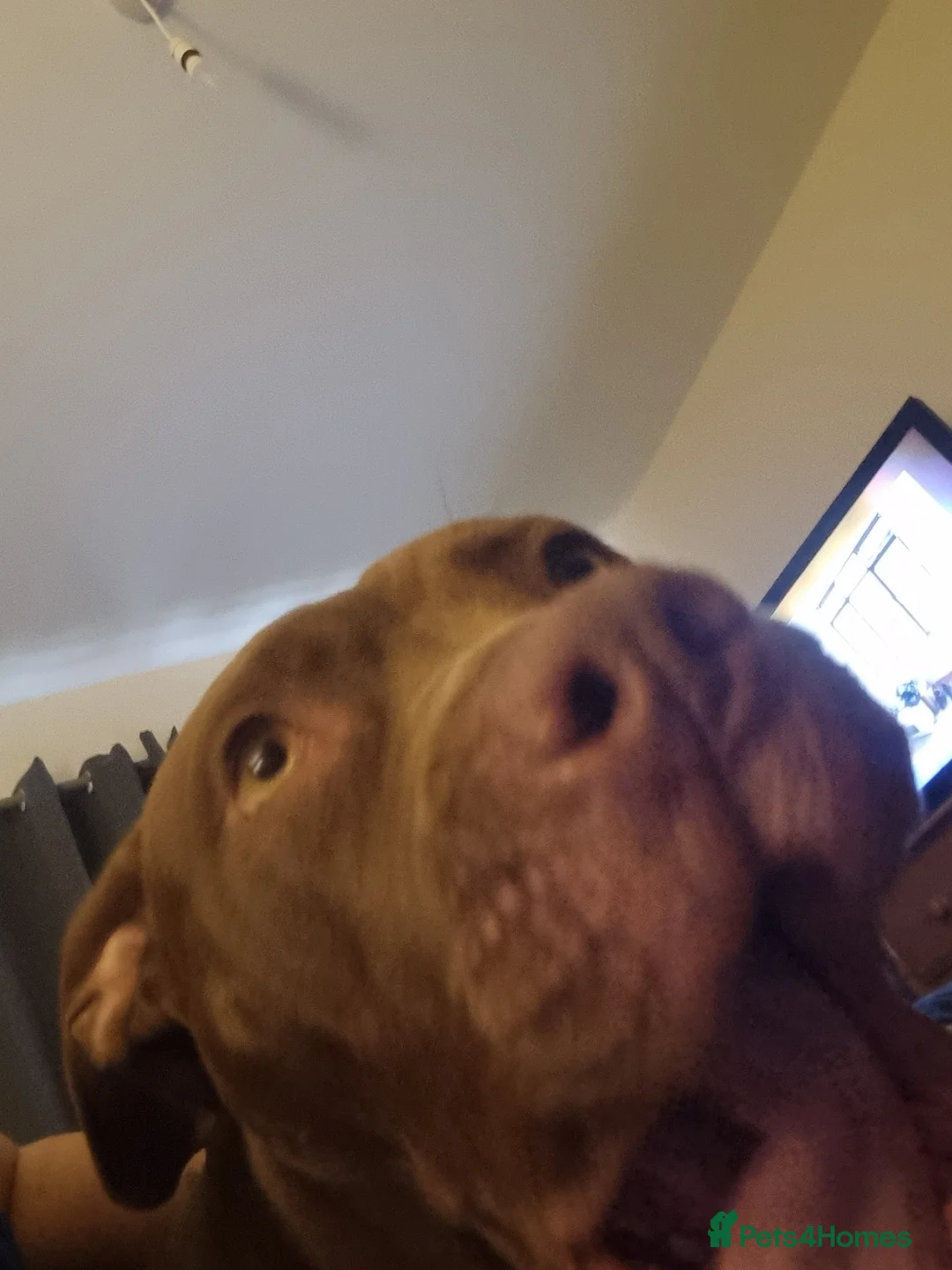 American Bulldog dogs for sale: dog for sale - Advert 1