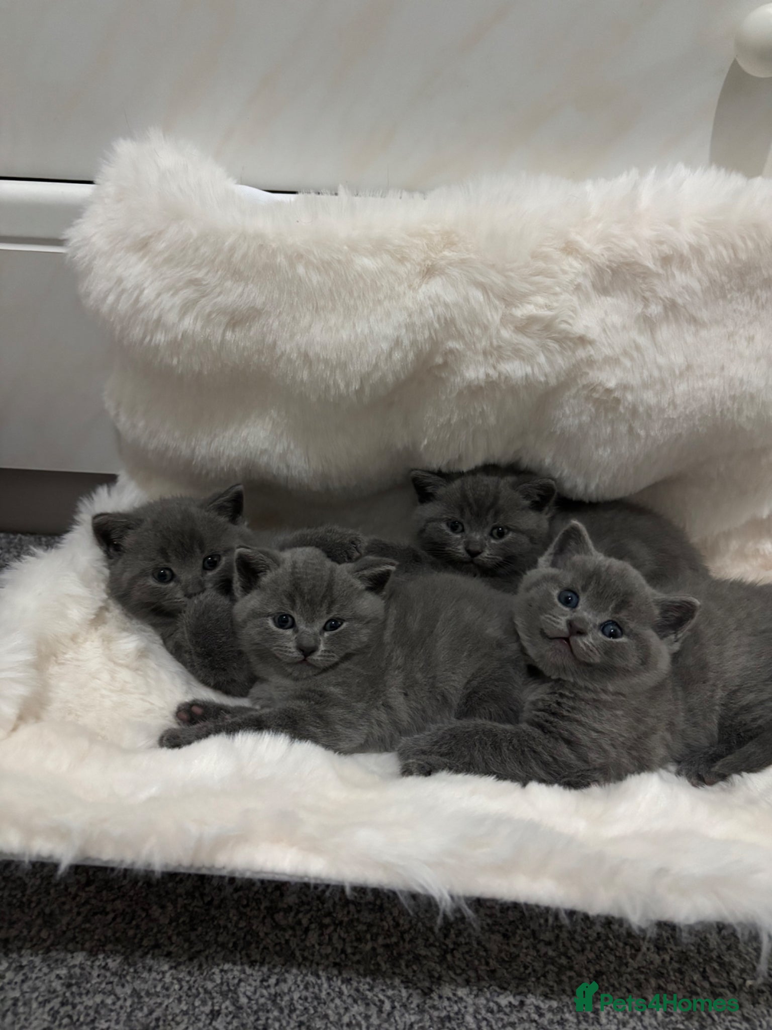 British Shorthair cats for sale: 💙Gorgeous Blue British Shorthair Kittens💙 - Advert 1