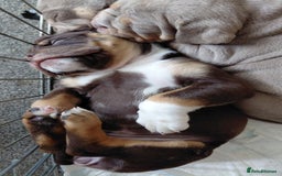 Old Tyme Bulldog dogs for sale: Old tyme bulldogs puppies ready for new homes - Image 9