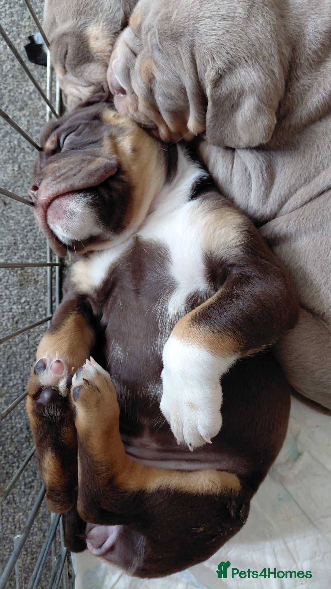 Old Tyme Bulldog dogs for sale: Old tyme bulldogs puppies ready for new homes - Image 9