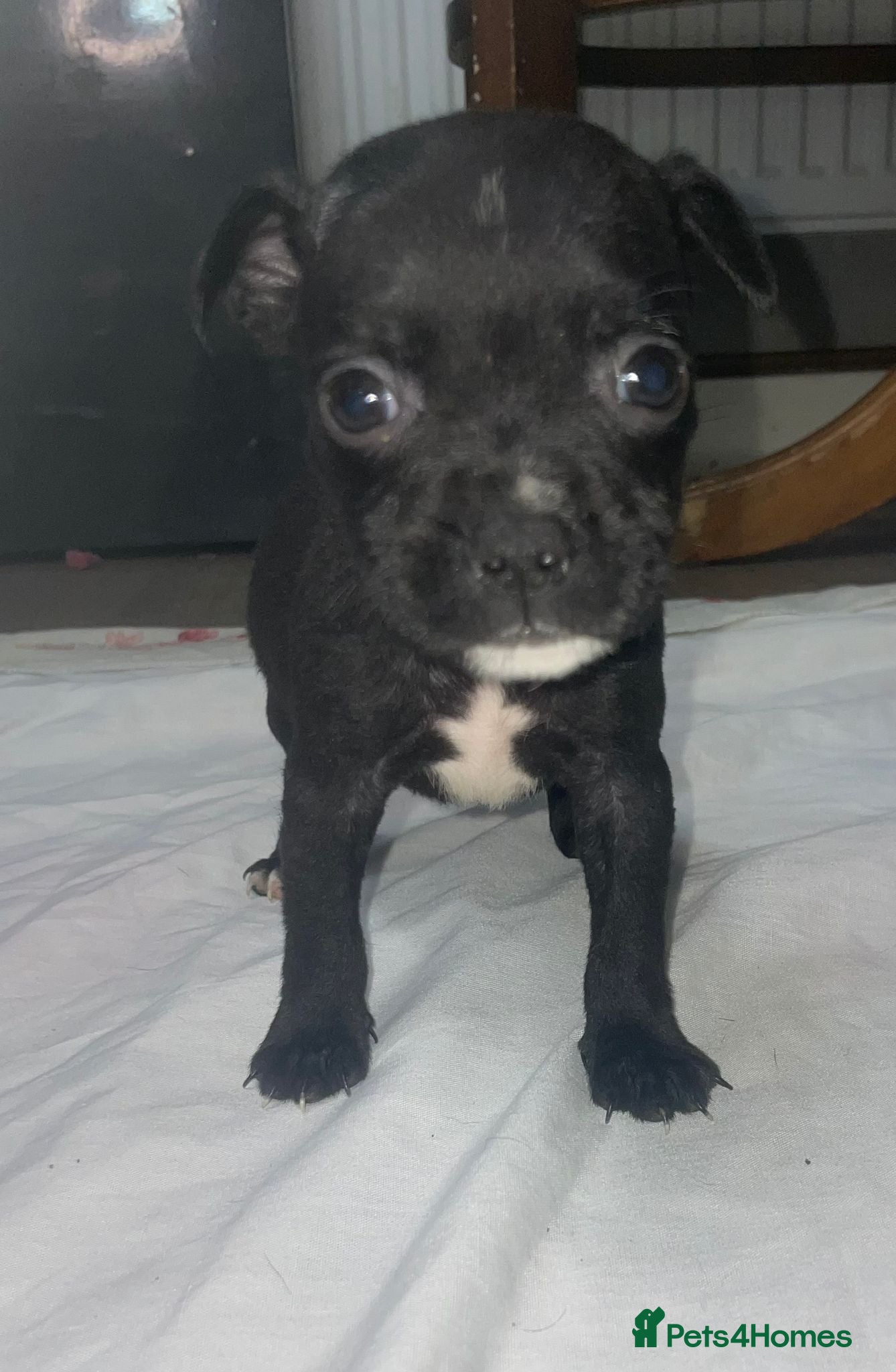 Staffordshire Bull Terrier dogs 6 stunning KC registered Staffy puppy’s  - Advert 1