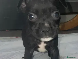 Staffordshire Bull Terrier dogs 6 stunning KC registered Staffy puppy’s - Advert 1