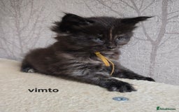 Maine Coon cats for sale: Maine Coon Kittens Tortie/Torbie Russian lines - Image 7