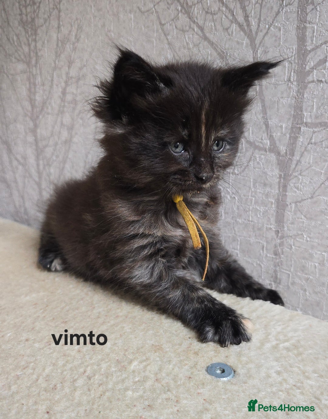 Maine Coon cats for sale: Maine Coon Kittens Tortie/Torbie Russian lines - Image 7