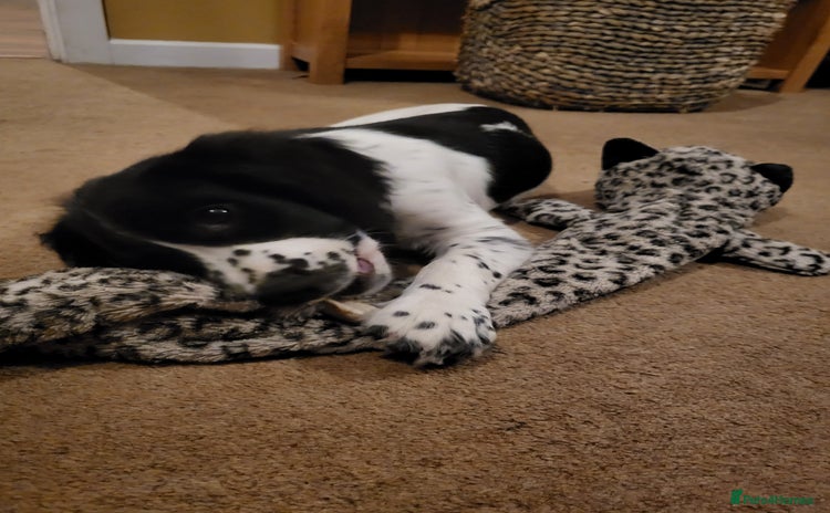 Sprocker dogs - Advert 10