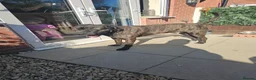 Cane Corso dogs for sale: Beautiful cane corso x puppies  - Advert 11
