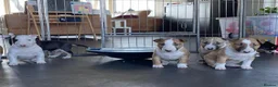 English Bull Terrier dogs for sale: English bull terrier puppies  in Bedford - Advert 12