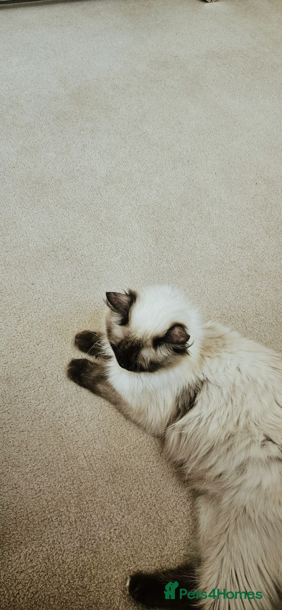 Siberian cats for sale: 🐾 Beautiful Purebred Siberian Kittens - Advert 1