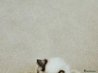 Siberian cats 🐾 Beautiful Purebred Siberian Kittens - Advert 12