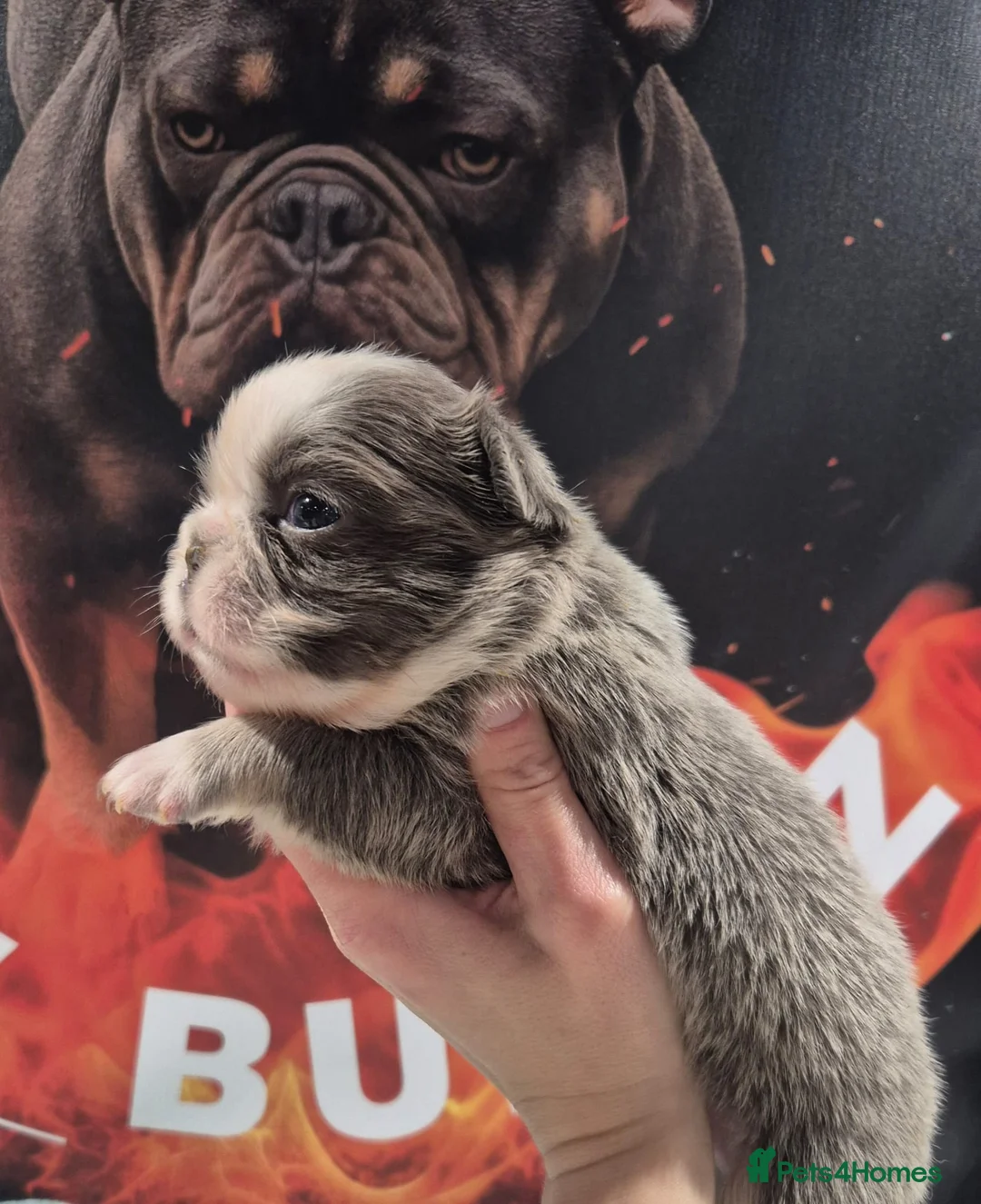 French Bulldog dogs for sale: French Bulldog Babies - Ready Now - Advert 14