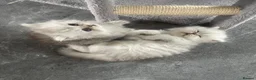 Persian cats for sale: Persian Kittens white and silver  - Advert 9