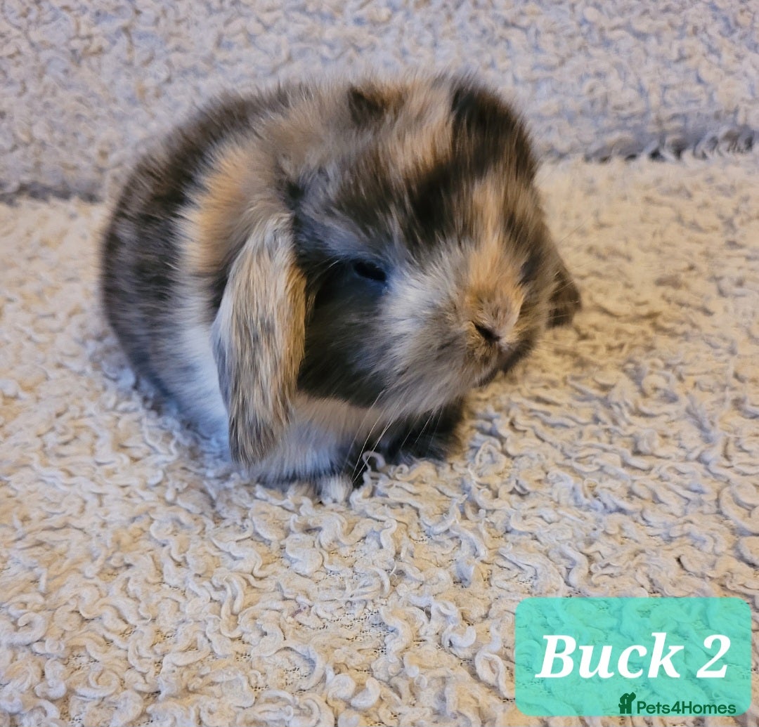 Mini Lop rabbits for sale: Beautiful mini lop bunnies & Adult available  - Advert 8