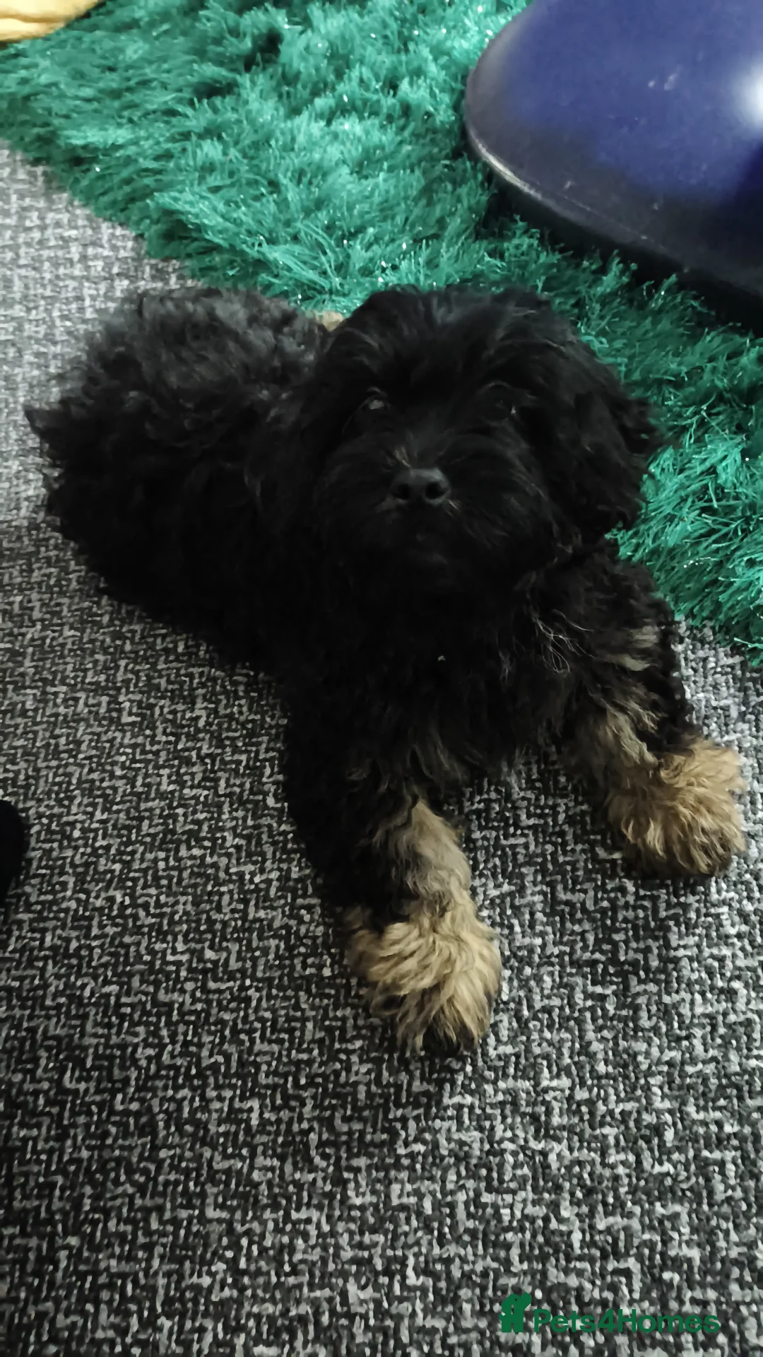 Shihpoo dogs for sale: Shipoo puppy  - Advert 1