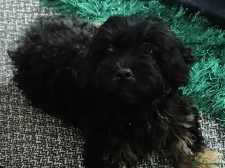 Shihpoo dogs Shipoo puppy - Advert 10