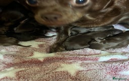 Chihuahua dogs for sale: Rare chocolate chihuahua puppies - Image 14