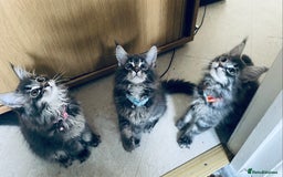 Maine Coon cats for sale: Maine Coon Kittens Ready for Their Forever Homes - Image 2