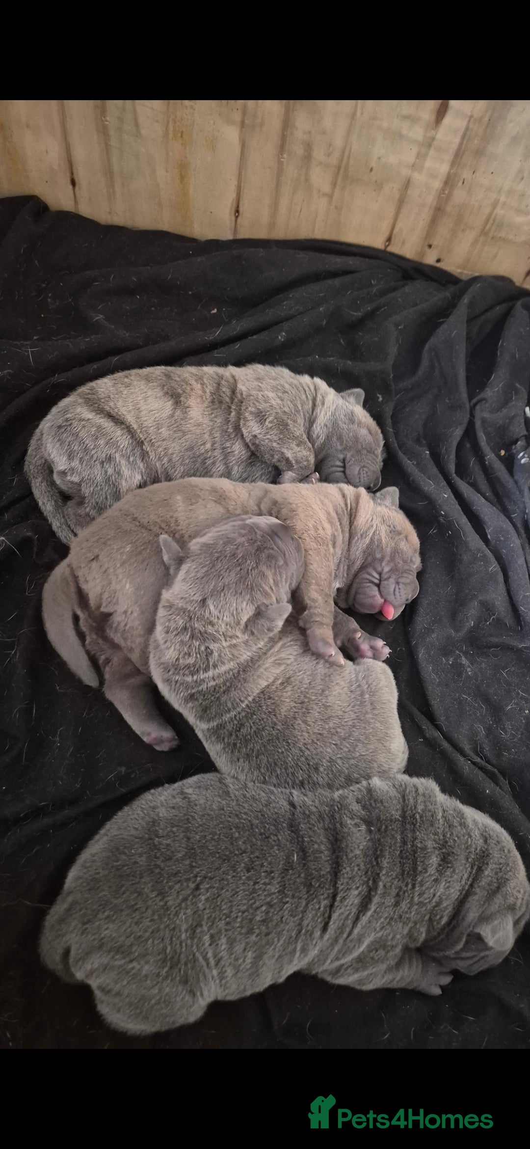 Mixed Breed dogs for sale: Cane corso x shar pei  - Image 11