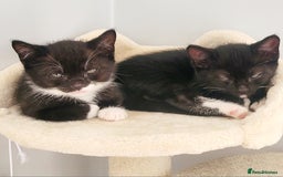 Domestic Shorthair cats for sale: 2 beautiful boys - Image 2