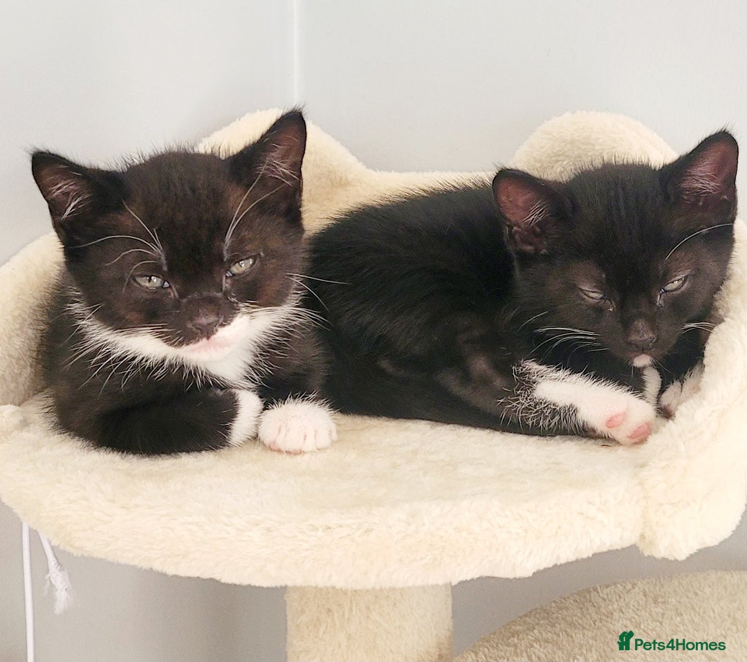 Domestic Shorthair cats for sale: 2 beautiful boys - Image 2