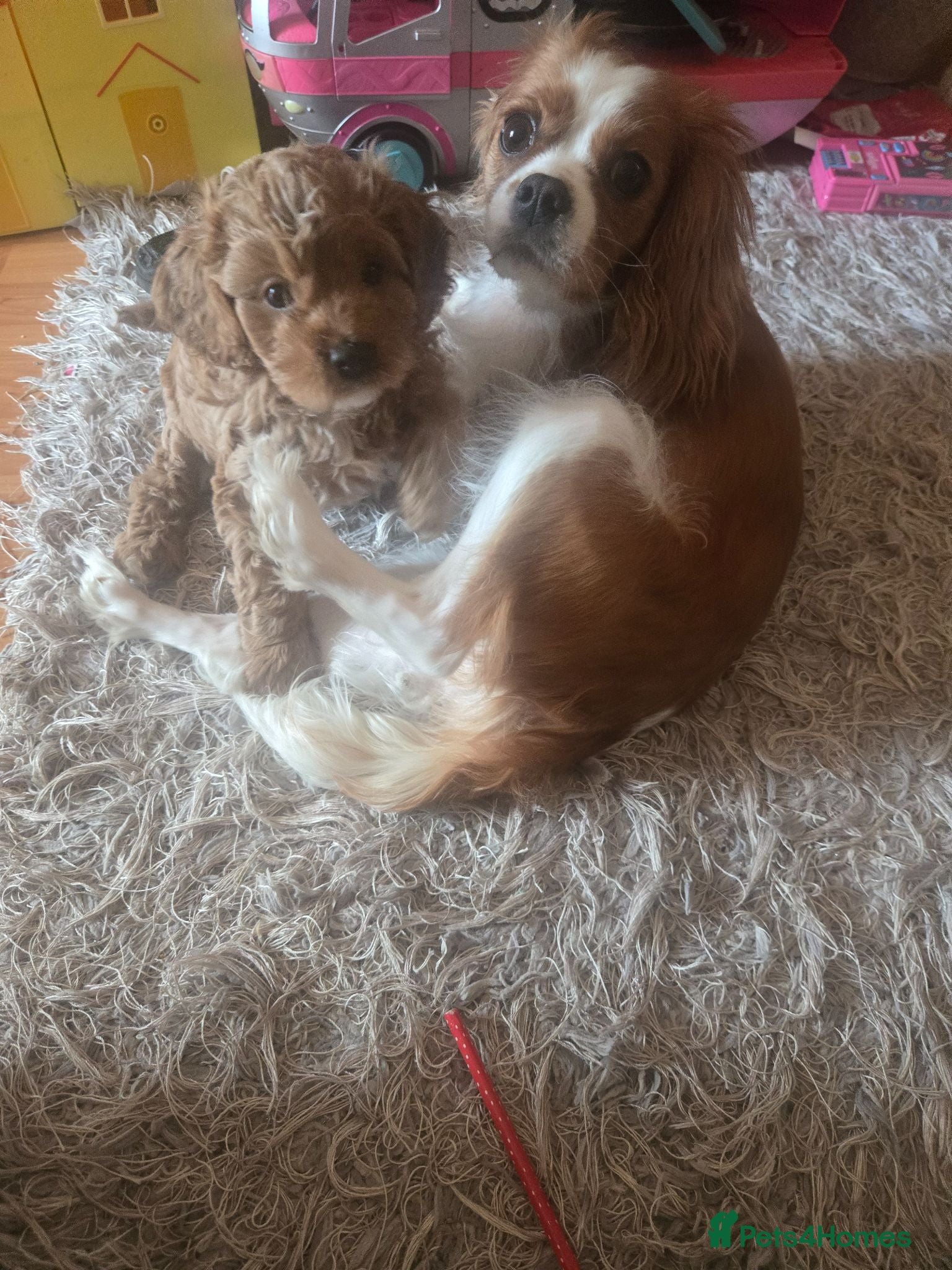 Cavapoo dogs F1 Cavapoo puppies  - Advert 1