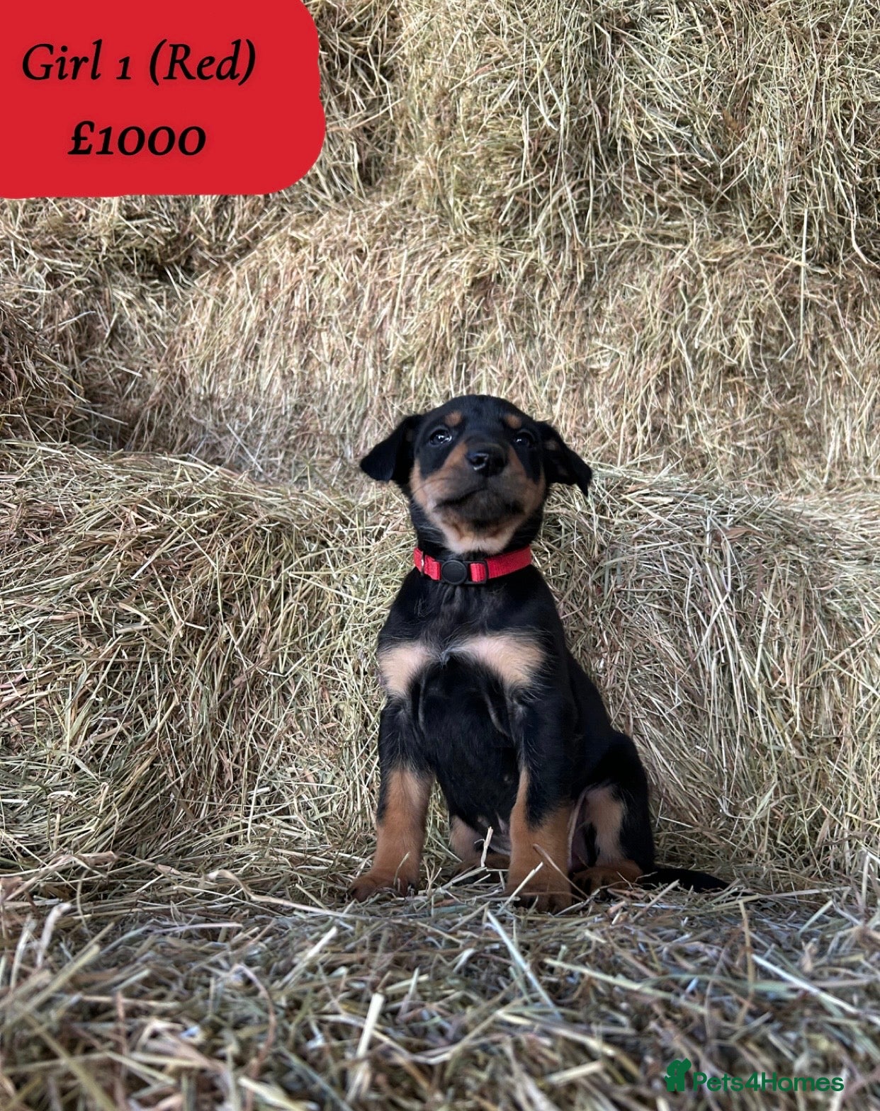 Huntaway dogs Quality Huntaway pups seeking fantastic homes - Advert 4