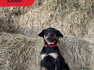 Huntaway dogs Quality Huntaway pups seeking fantastic homes - Advert 7