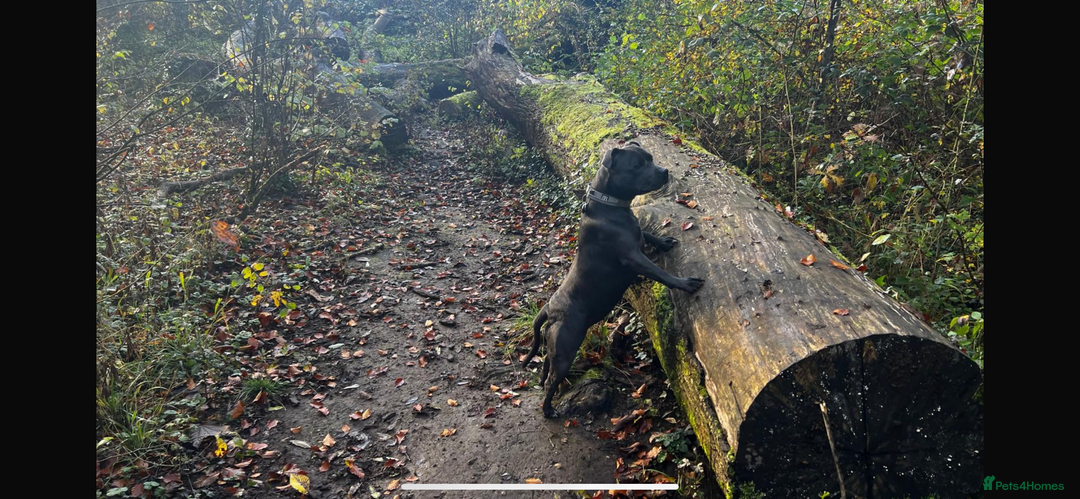 Staffordshire Bull Terrier dogs for sale: Blue Staffordshire Bull Terrier KC Registered  - Advert 18