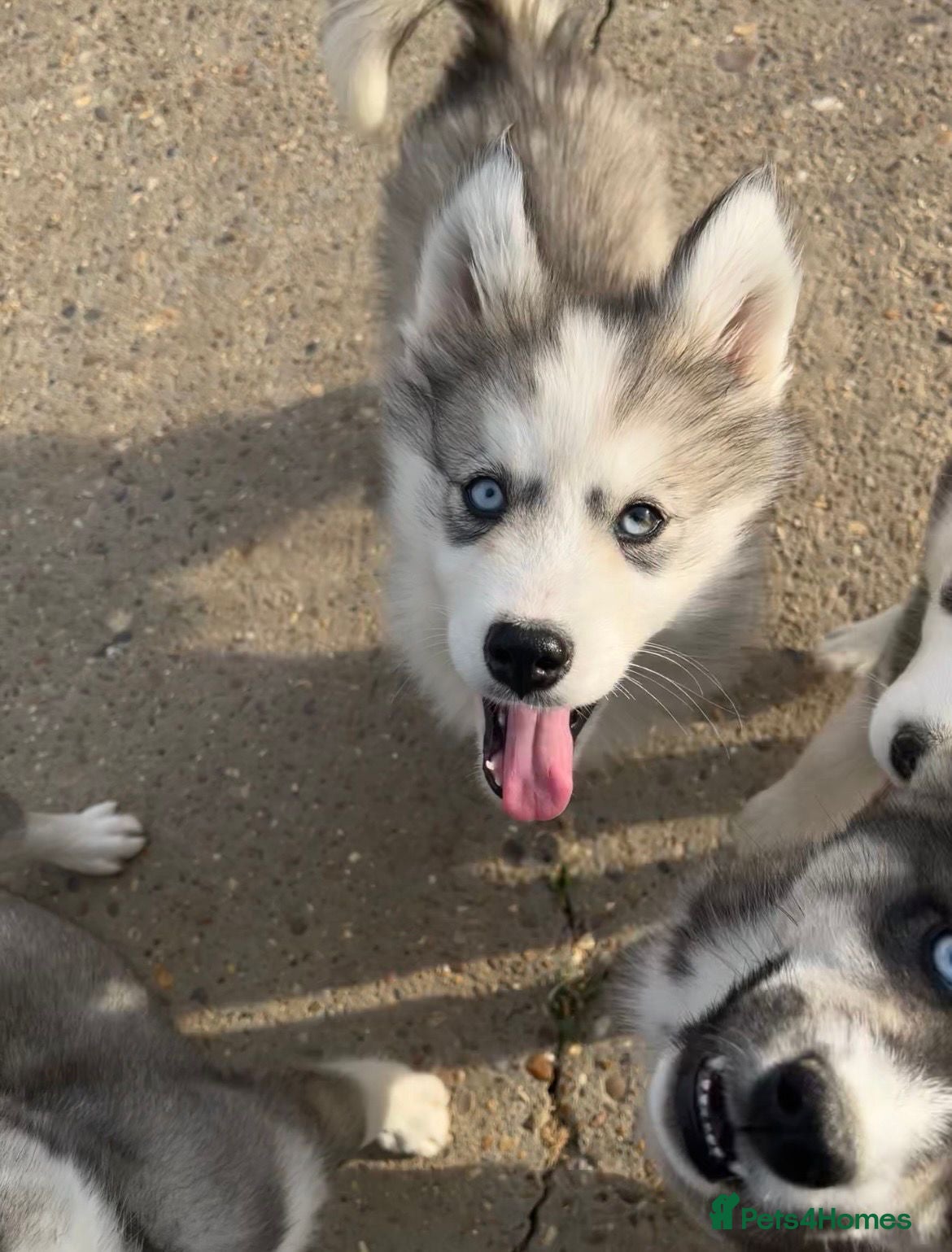 Siberian Husky dogs for sale: Stunning husky puppies  in Boston - Advert 20