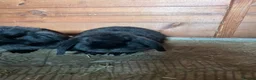Mini Lop rabbits for sale: Beautiful Minilop babies - Advert 1