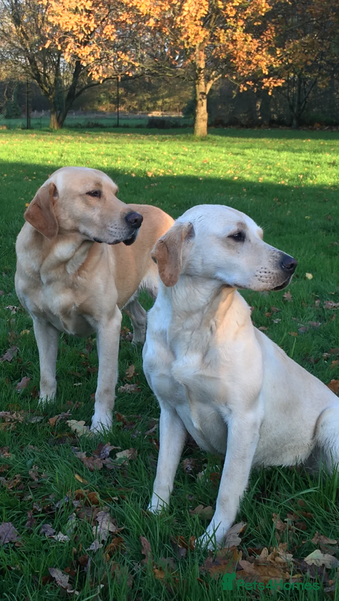 Labrador Retriever dogs for sale: KC REG YELLOW LABRADOR RETRIEVERS - Advert 1