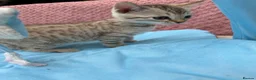 Bengal cats for sale: Snow Mink & Lynx 🩷💙 Pedigree TICA Bengal Kittens - Advert 16