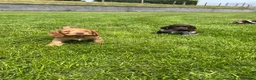 Cocker Spaniel dogs for sale: Fantastic HEALTH tested KC REG show type cocker 🐶 - Advert 13
