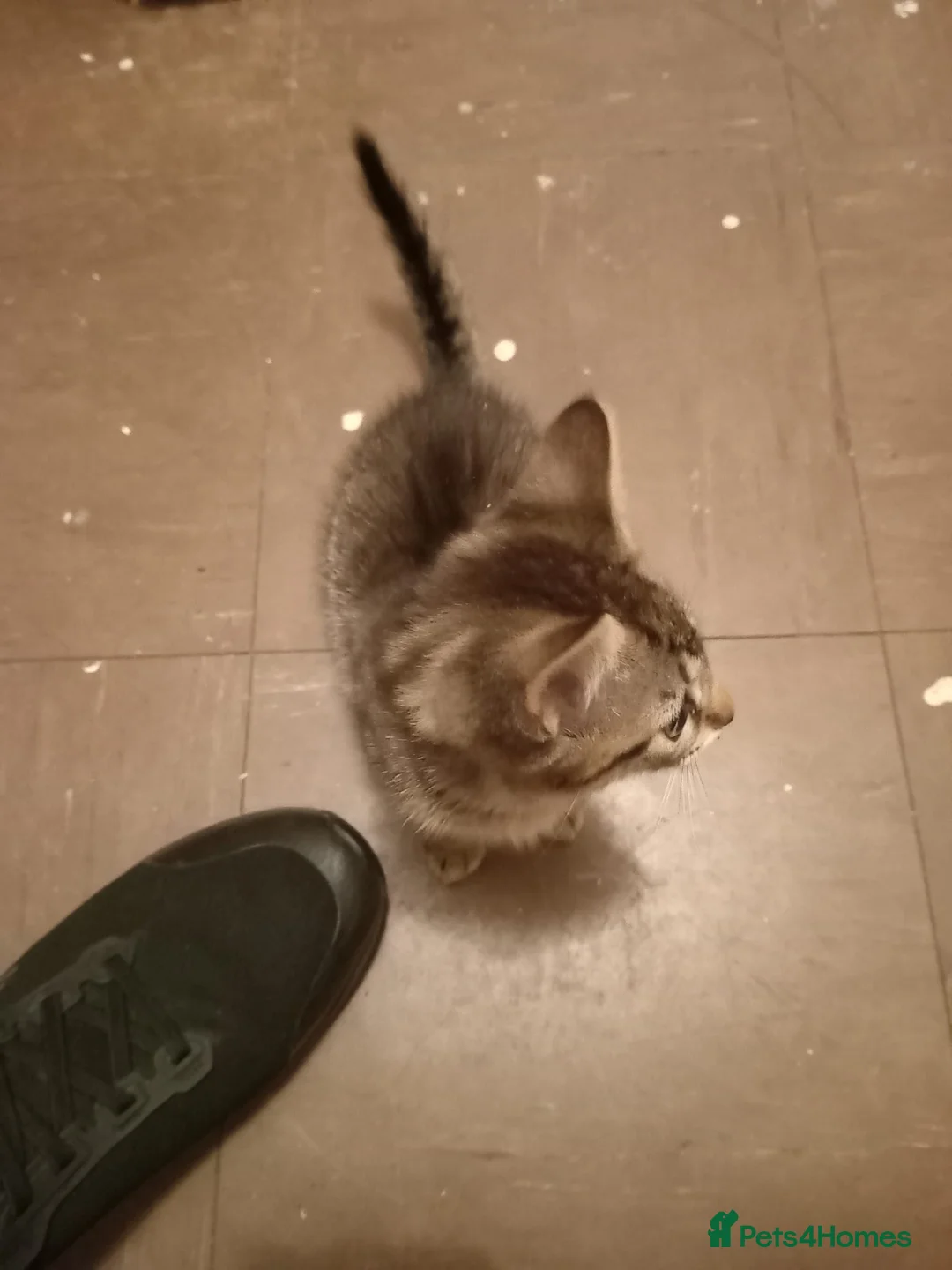 Mixed Breed cats for sale: 4 mixed kittens in Southampton - Advert 2