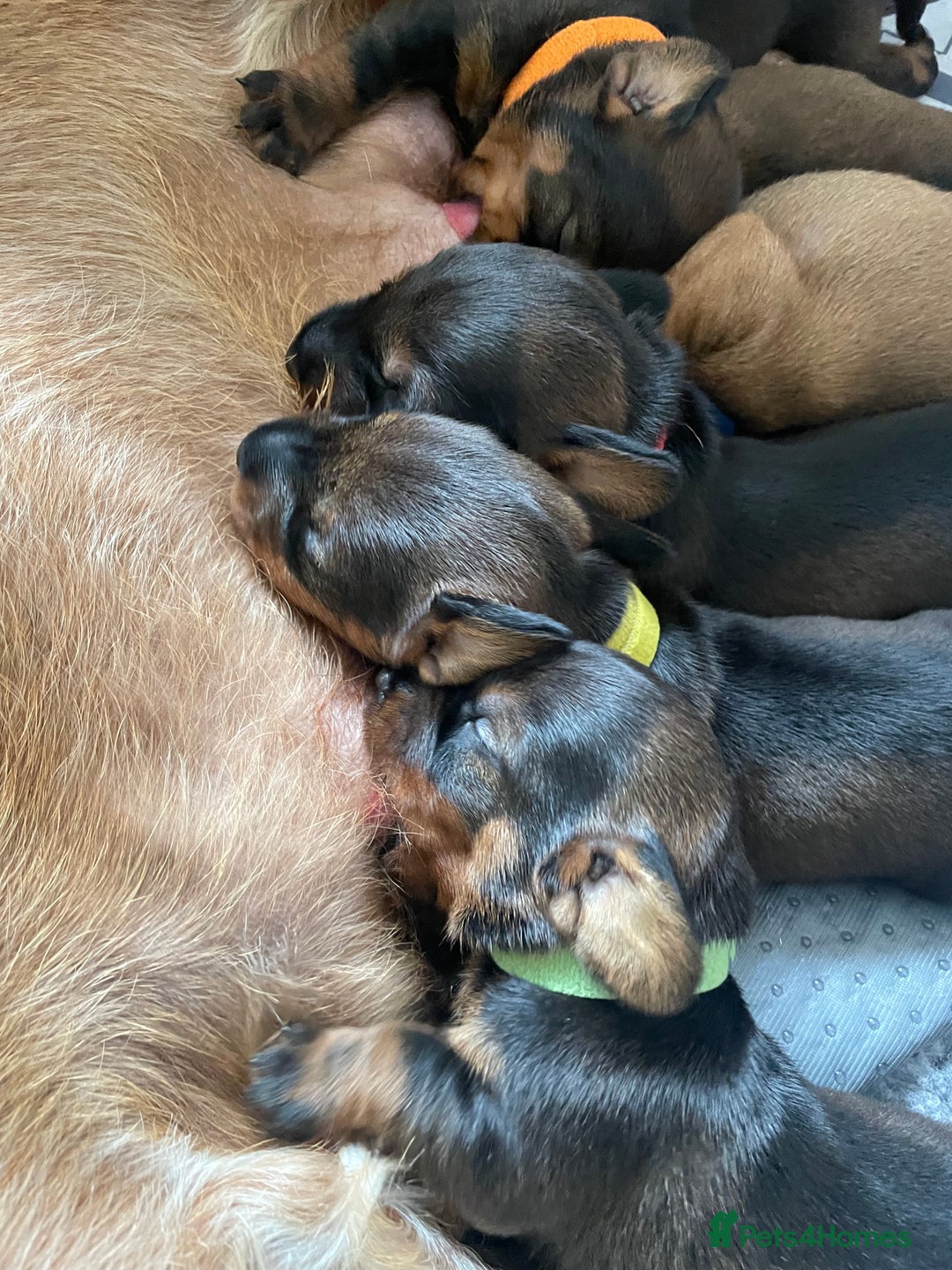 Dachshund dogs for sale: Excellence in every paw print Exceptional litter.  - Image 10