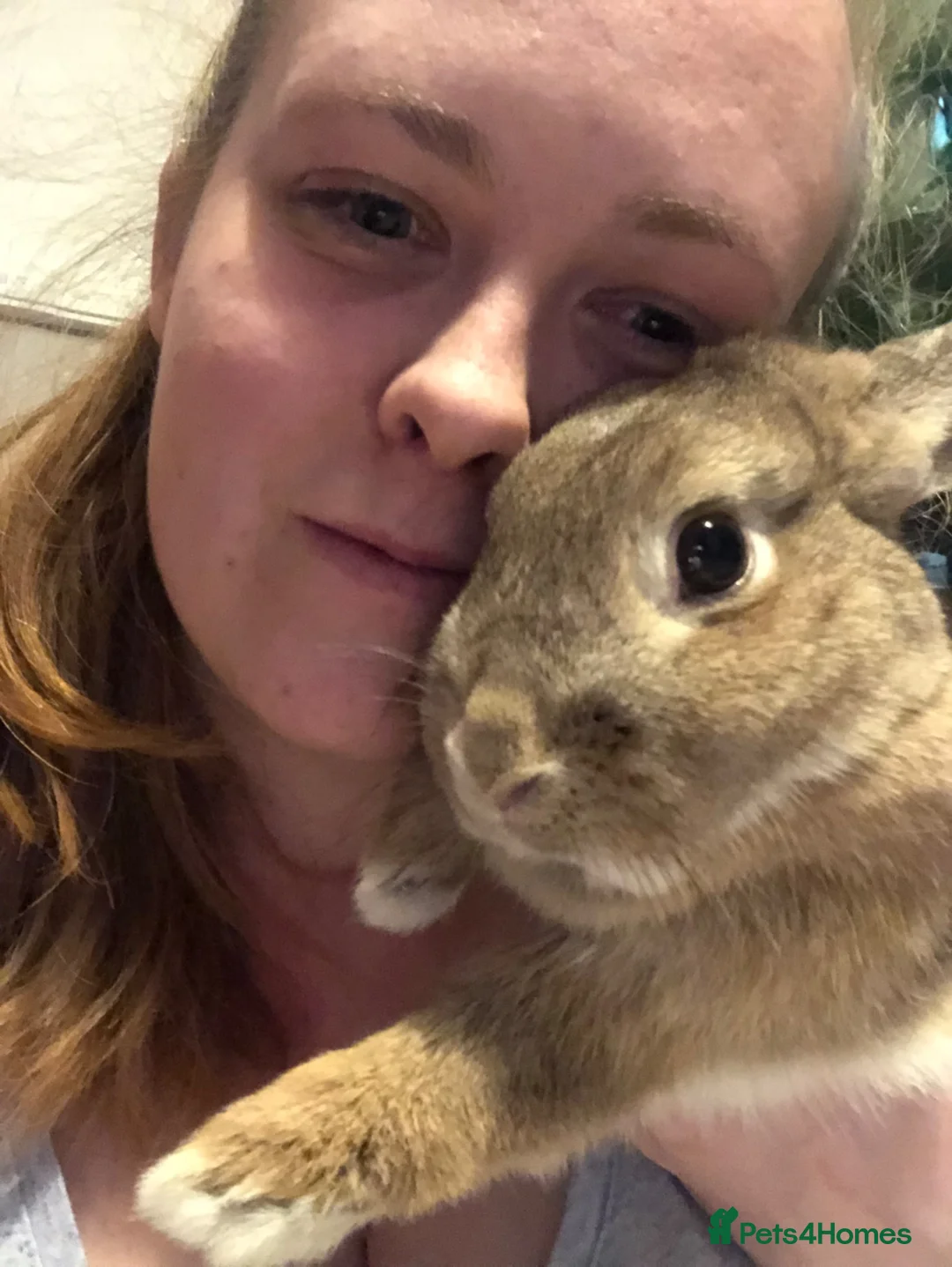 Mixed Breed rabbits for sale: EMERGENCY RE HOME SISTERS BUNNIE RABBITS  - Advert 3