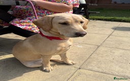 Labrador Retriever dogs for sale: Golden Labrador Retriever - Image 1