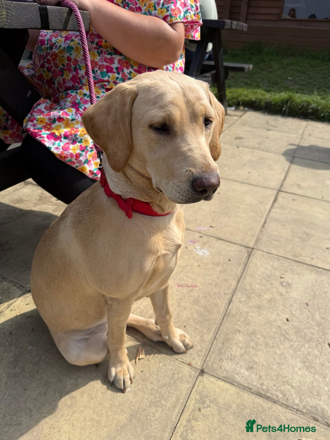 Labrador Retriever dogs for sale: Golden Labrador Retriever - Image 1