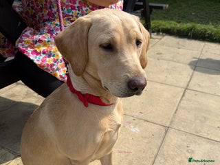 Labrador Retriever dogs - Advert 17
